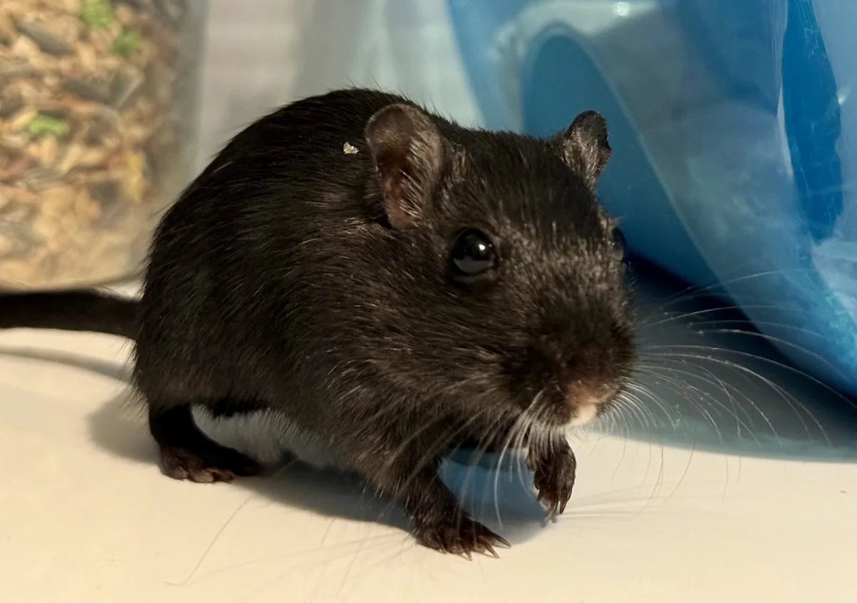 Gerbil, pacient AlcorVET