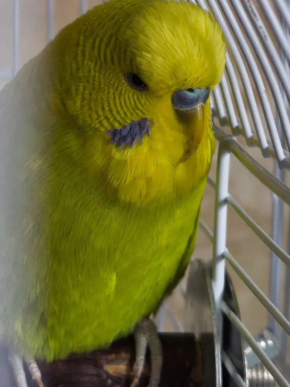 Peruș verde, pacient AlcorVET